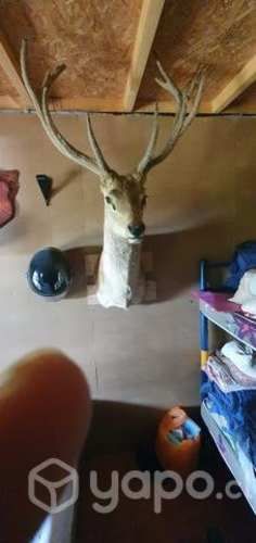 Venado taxidermia