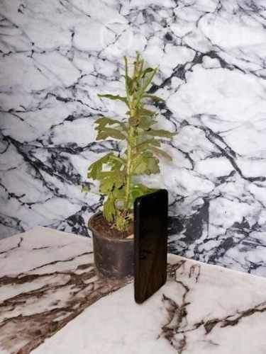 Samsung Galaxy A145g, 128GB