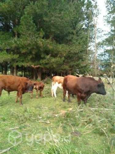 Lote de vaca parida y toros