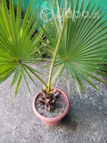 2 Palmeras abanico vendo de 45 cm tronco y 25 cm