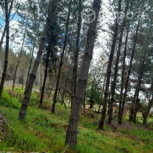 Tasaciones agrícolas, forestales y urbanas