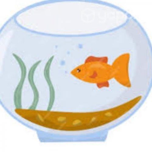 acuario con 14 peces grandes de agua fria