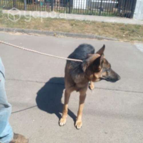 Padtor Alemán en adopción 18 meses