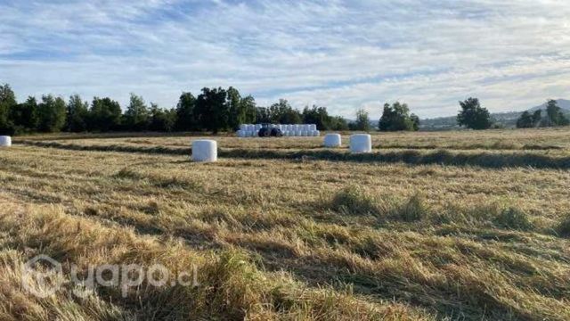 Bolos avena vicia silo alimentacion animal