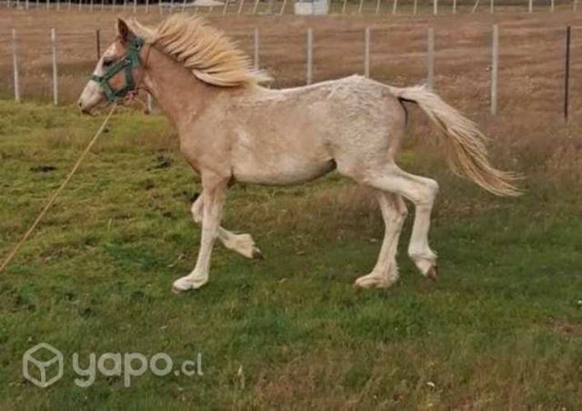 Se vende potranca rosilla overa