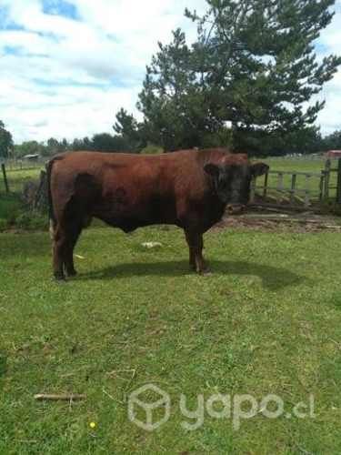 Toro raza Angus marrón de dos años