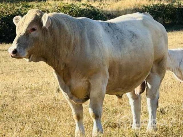 Disponible toro charoláis