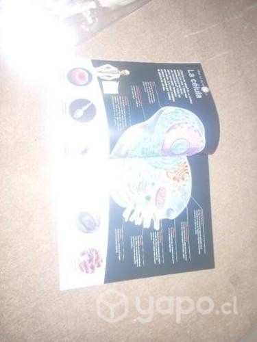 Maqueta de el cráneo con un mini libro