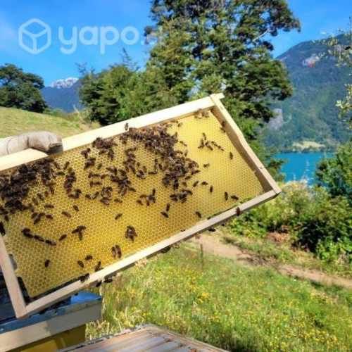 Miel Lago Todos los Santos