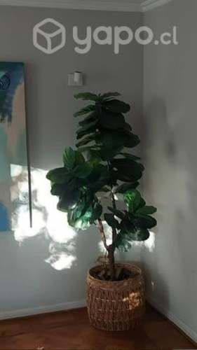 Ficus Lyrata 175 cms (planta falsa de The Garden)