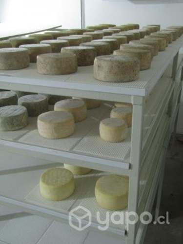 Queso de oveja