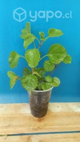 Planta Dolar de la suerte