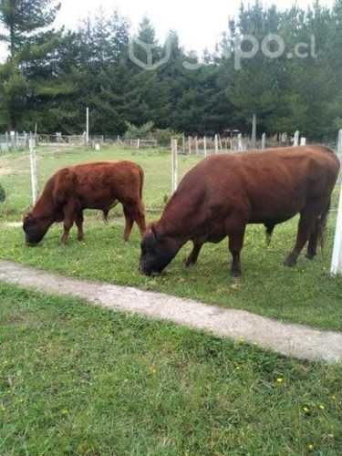 Toros de 2 años y de 1 año