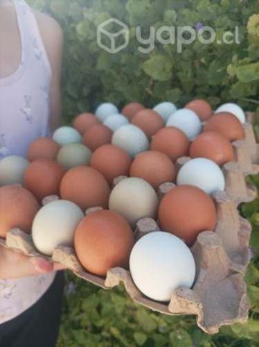 Huevos de campo de colores