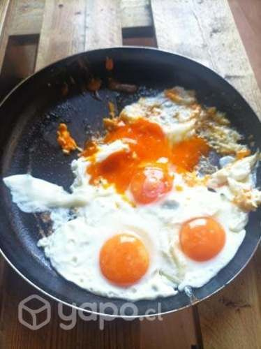 Huevos de campo de colores