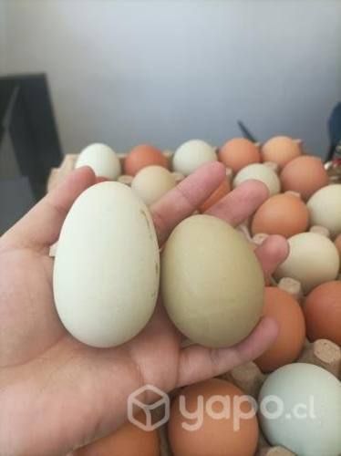 Huevos de campo de colores