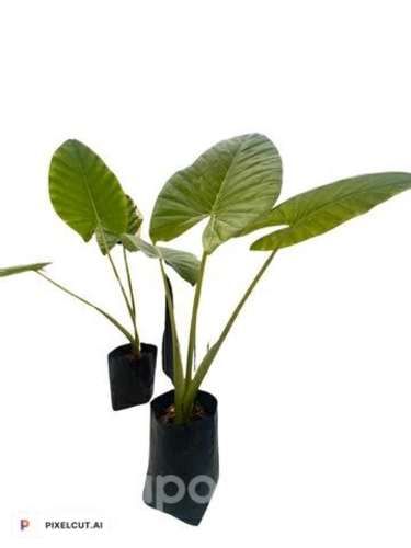 Manto de eva de 70 cm