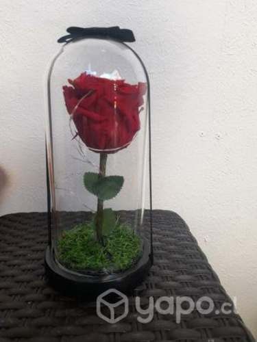 Rosas naturales eternas