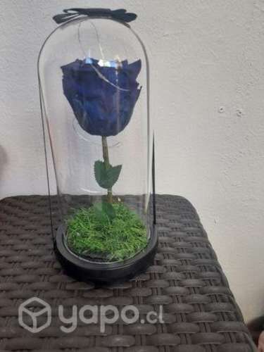 Rosas naturales eternas