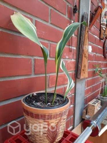 Planta de interior lengua de suegra