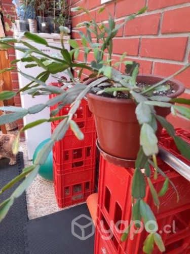 Planta de interior cactus de navidad