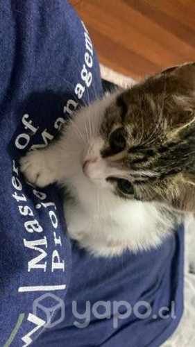 Se da en adopción a gatitos