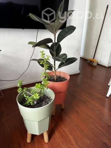 Plantas con maceteros