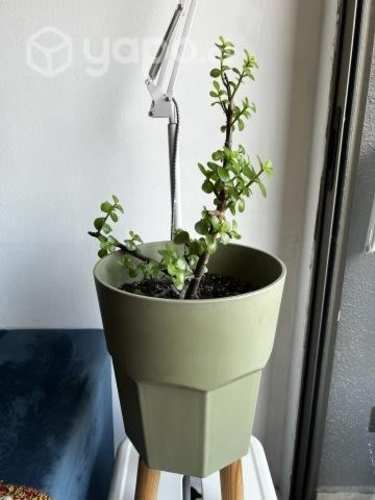 Plantas con maceteros