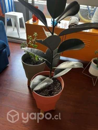 Plantas con maceteros