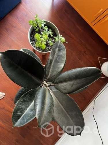 Plantas con maceteros