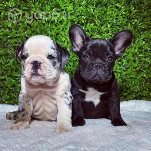 Cachorros bulldog inglés y francés