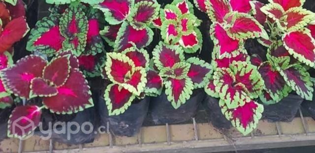 Coleus