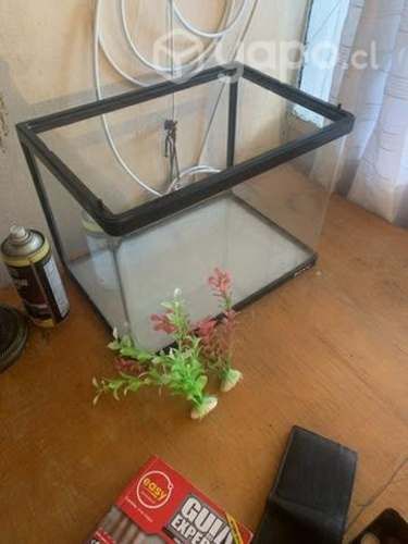 Pecera más dos planta de regalo