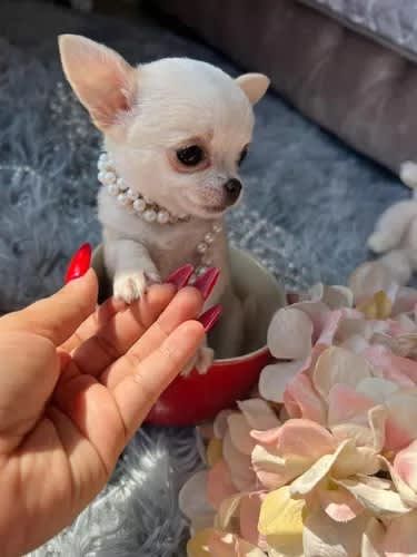 Cachorros Chihuahua Mini