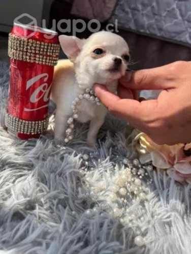 Cachorros Chihuahua Mini