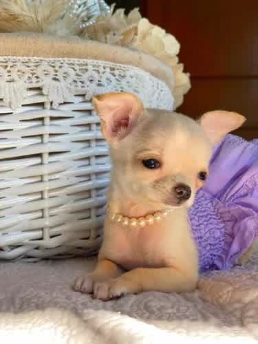 Cachorros Chihuahua Mini