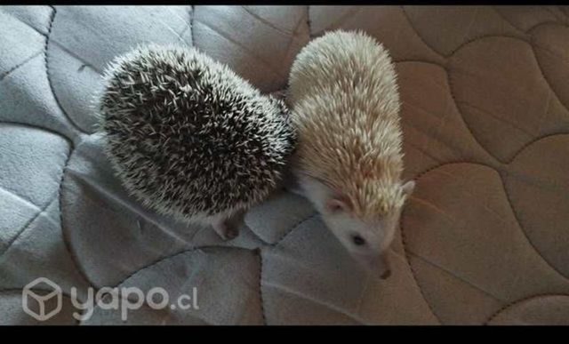 Erizos macho y hembra