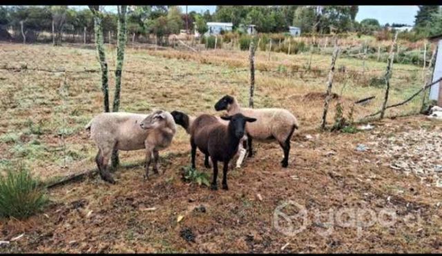 Vendo borrega y 2 ovejas