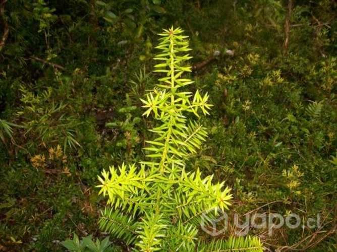 Terreno ideal para proyecto turístico