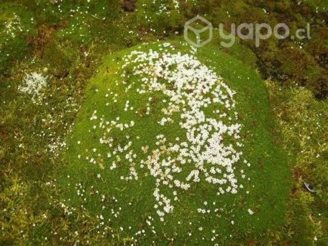 Terreno ideal para proyecto turístico