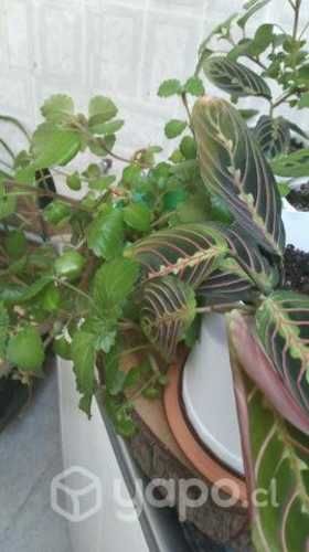 Plantitas de interior