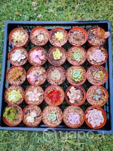 Suculentas enraizadas full color