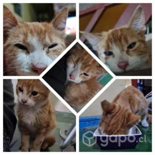 Se regala gatito