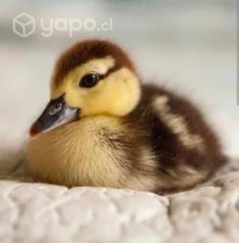 Busco patito bebe