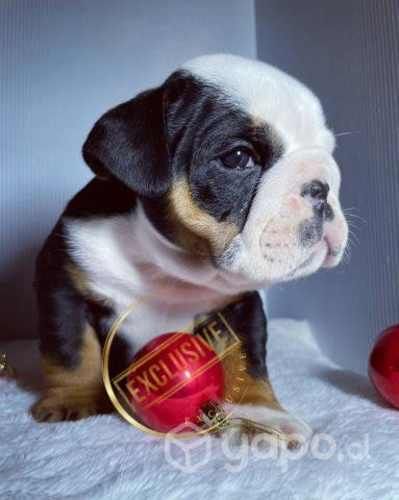 Cachorros bulldog inglés disponibles