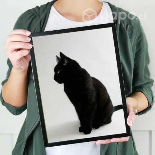 Cuadros Decorativos gatitos en blanco y negro