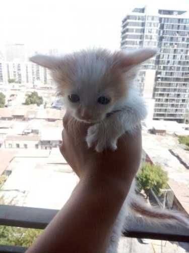 Alguien quiere adoptar gatito de ojos celestes