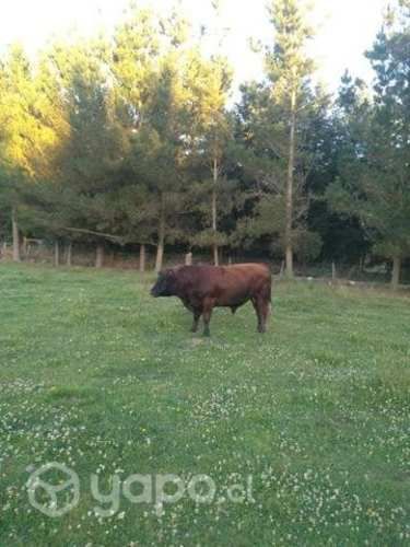 Dos toros Angus colorado