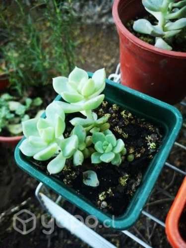 Suculentas para tu jardín