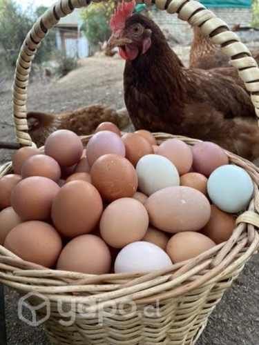 Caja Huevos 180 unidades Gallina libre color